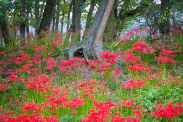 What is the color when red is gone?
