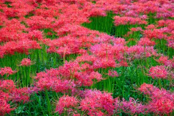 Red and green or green and red