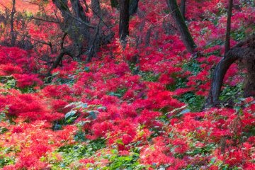 Red in the woods