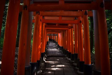 Komorebi: sunlight filtering through the tree leaves