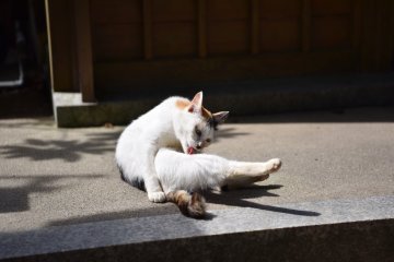 Neko-san's self-purification method