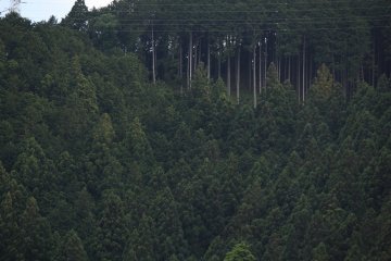 Nikko está en medio de bosques como este.
