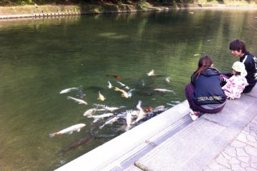 Koi flaunt their colors for the tourists.