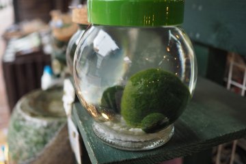 Des marimo artificielles sont en vente partout !
