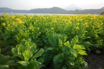 Rape Plants Partial Bloom
