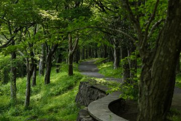 Bosques verdes en Togendai.