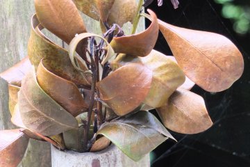 Grave stone flowers