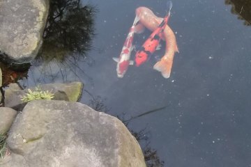 Lots of carp in the pond