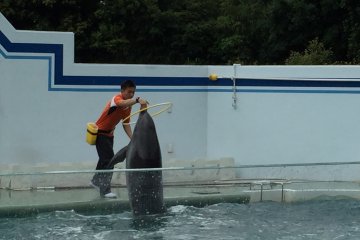 Le dauphin et le cerceau