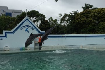 Un petit saut