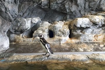 les pingouins 