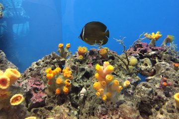 Un joli poisson et le corail