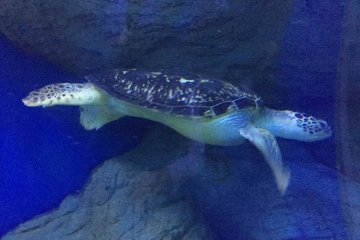 Une belle tortue