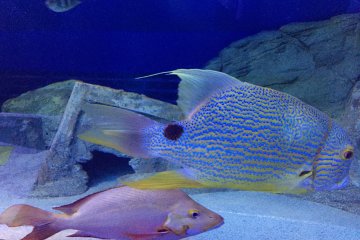 Des poissons colorés