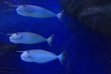 Des poissons originaux !