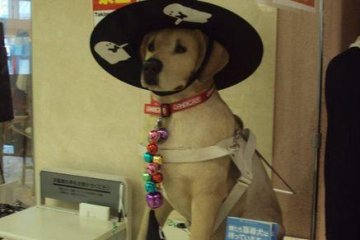 This dog greets you at the street entrance. It wears different clothes according to the season.