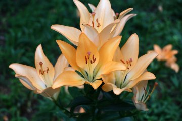 Lilies in full bloom.