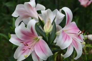 Lilies in full bloom.