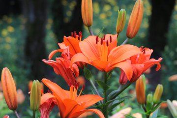 Lilies in full bloom.