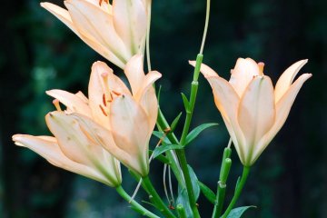 Lilies in full bloom.