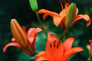 Lilies in full bloom.