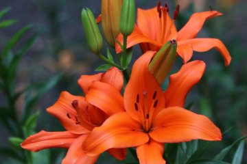Lilies in full bloom.