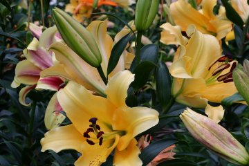 Lilies in full bloom.
