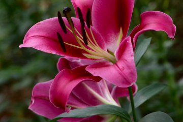 Lilies in full bloom.