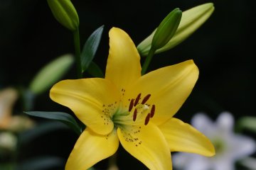 Lilies in full bloom.