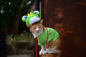 Matsumoto Frog Festival 2026
