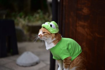 Si kucing katak