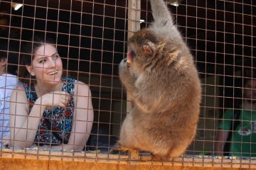 You can feed the monkeys with the provided food.