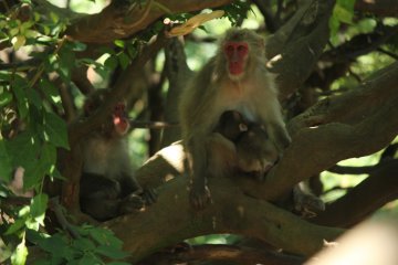 You can also see baby monkeys.