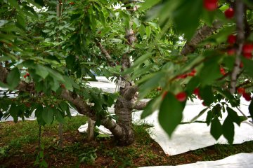 Cherry tree