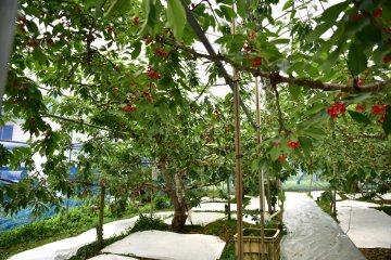 One of Nao-san's cherry orchards