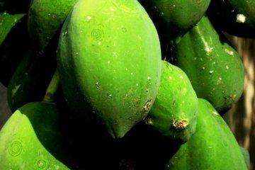 Exotic wild summer fruit of all kinds flourish on this island