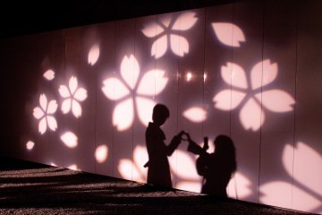 Iluminasi Sakura di Kastil Nijō
