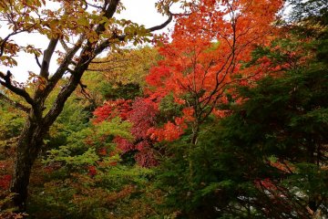 Maple leaves turn bright red