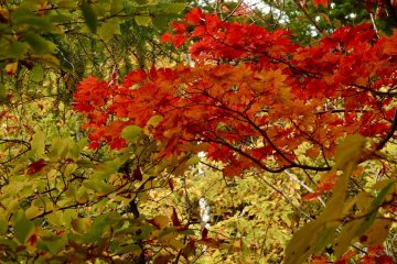 Each leaf has its own beauty