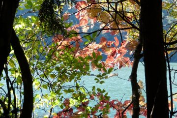Nice colorful leaves in autumn