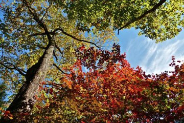 Leaves change their unique colorful dresses