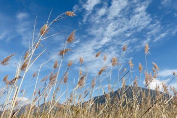 Japanese pampas trembling in the gentle breeze