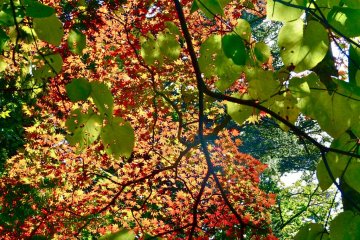 Japanese maple: Pretty and delicate