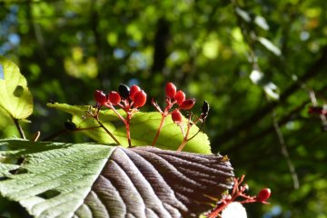 Seeds and berries have brilliant red exteriors in autumn