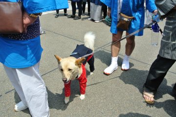 Festival dog