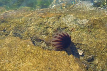 Jellyfish