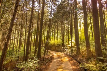 After leaving this quiet residential area, the road enters a forest
