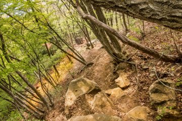 The trail now traverses along a narrow forest covered ridgeline