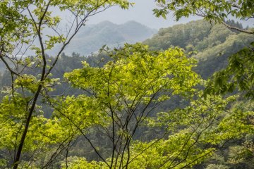 Lush vegetation surrounds you on all sides when traversing along the ridgeline