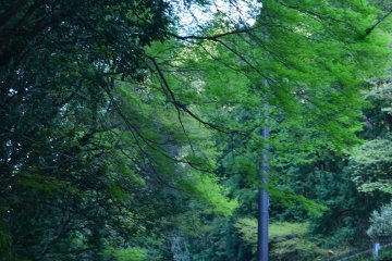 The lane which leads to Otagi-Ji temple